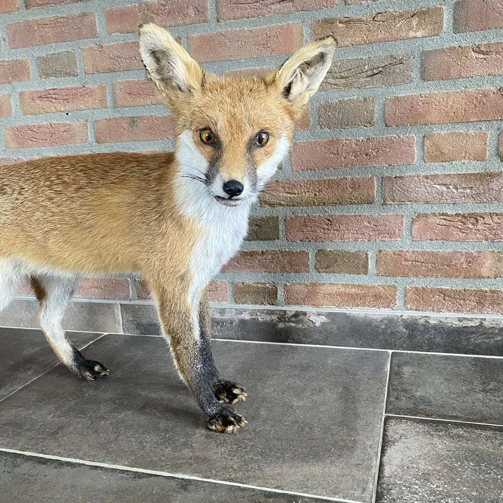 Opgezette vos
