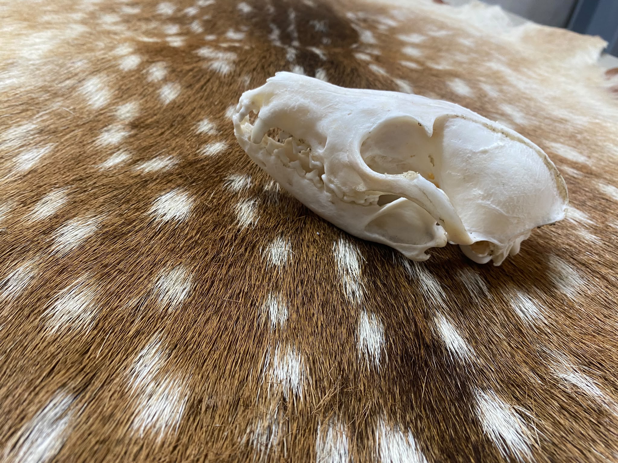 Schedel vos ( Vulpes) 2