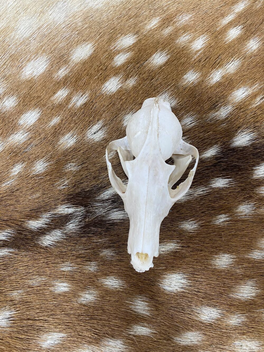 Schedel vos ( Vulpes) 2