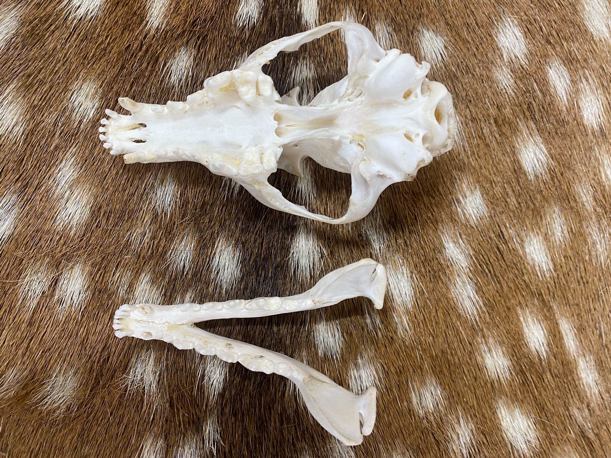 Schedel vos ( Vulpes) 2