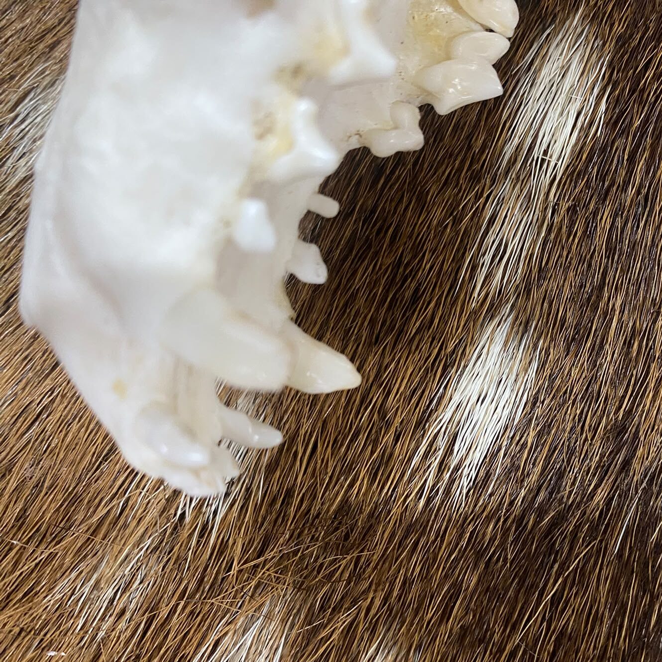 Schedel vos ( Vulpes) 2