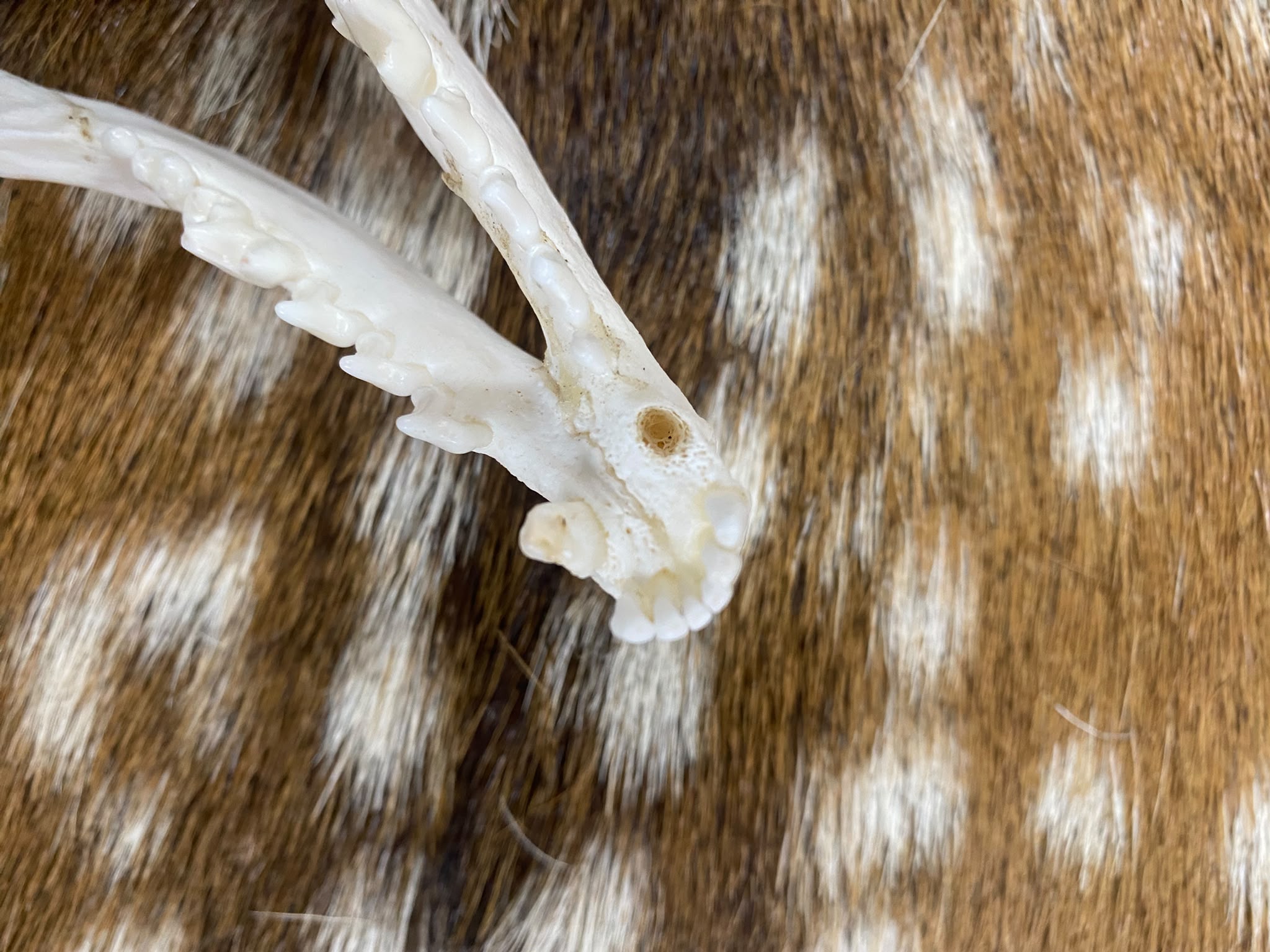 Schedel vos ( Vulpes) 2