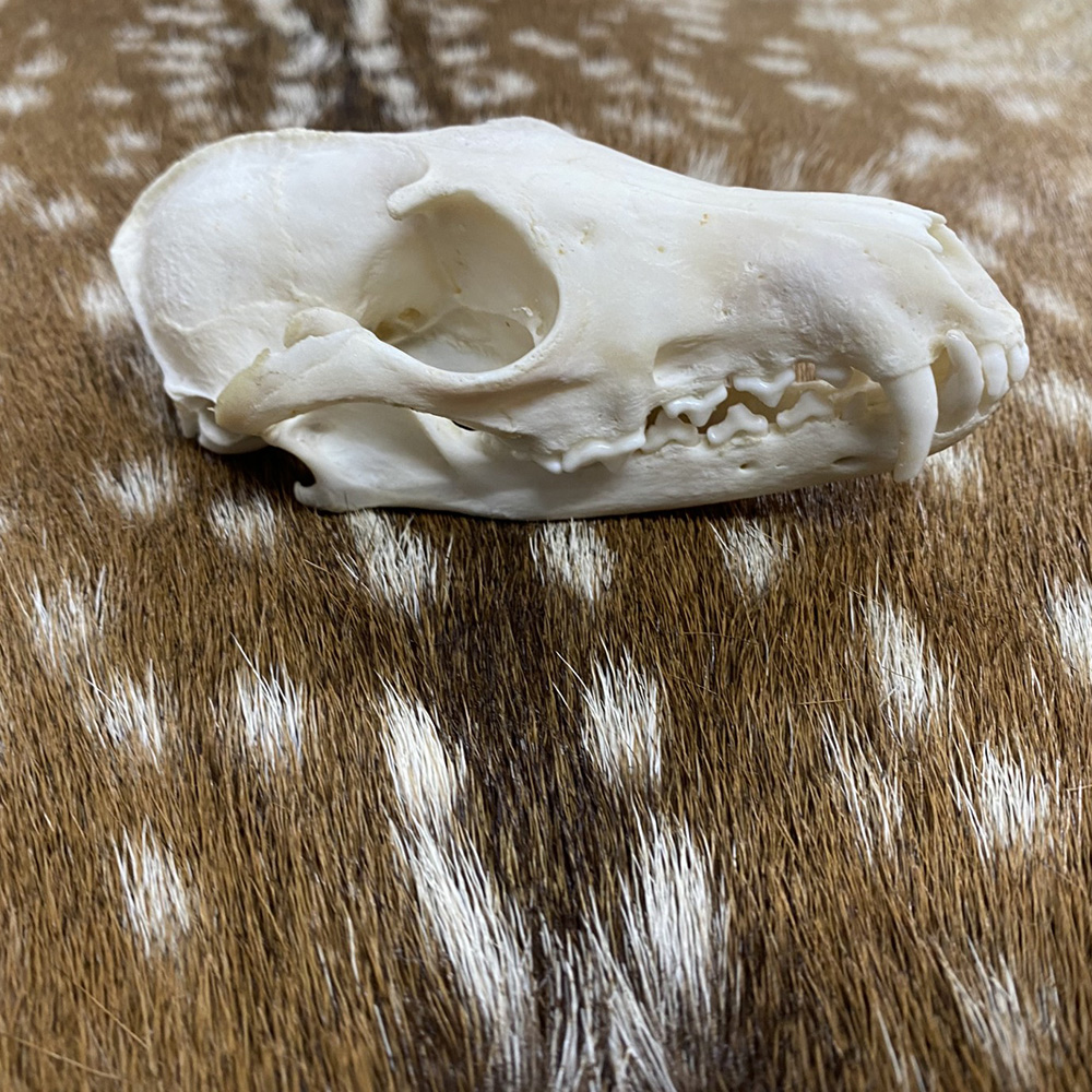 Schedel vos ( Vulpes) 1