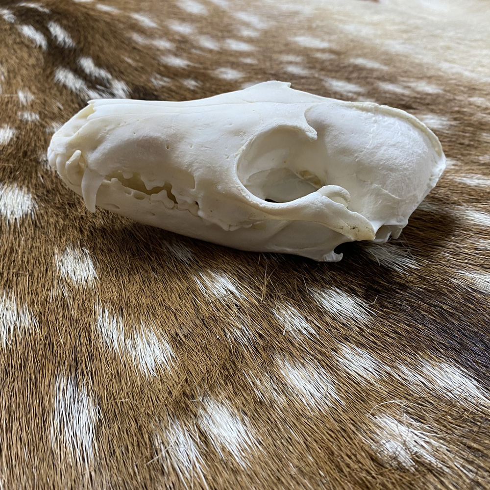 Schedel vos ( Vulpes) 1