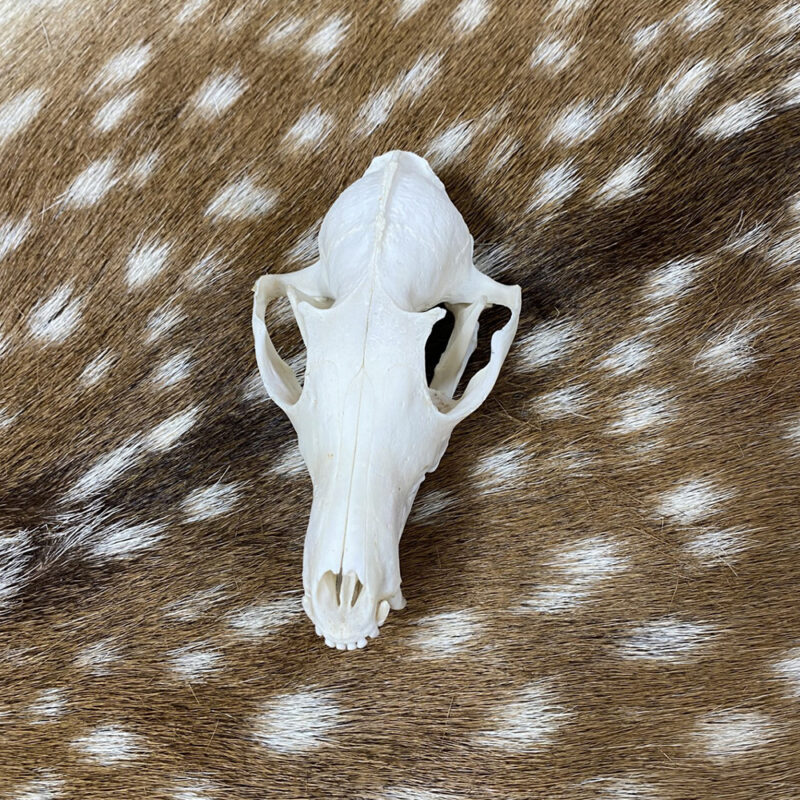 Schedel vos ( Vulpes) 1
