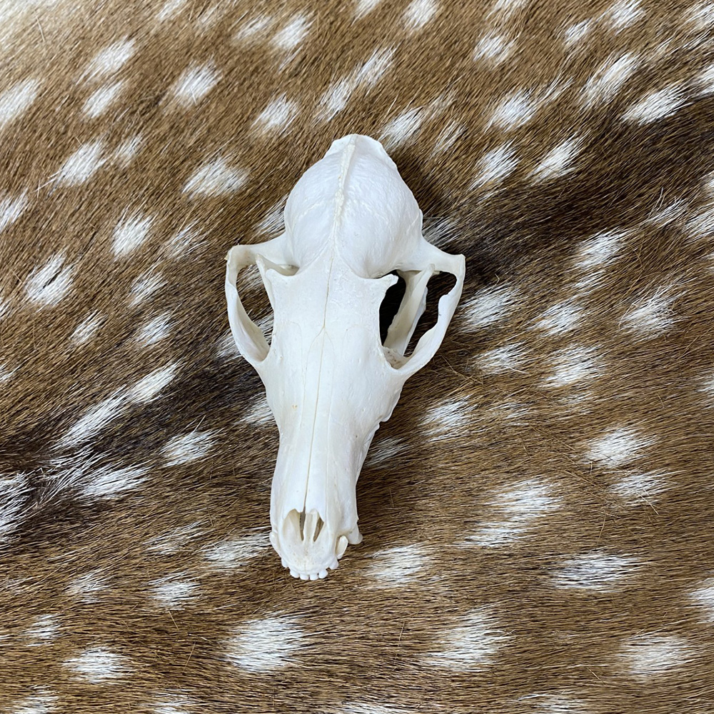 Schedel vos ( Vulpes) 1
