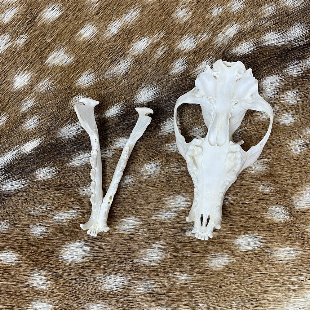 Schedel vos ( Vulpes) 1