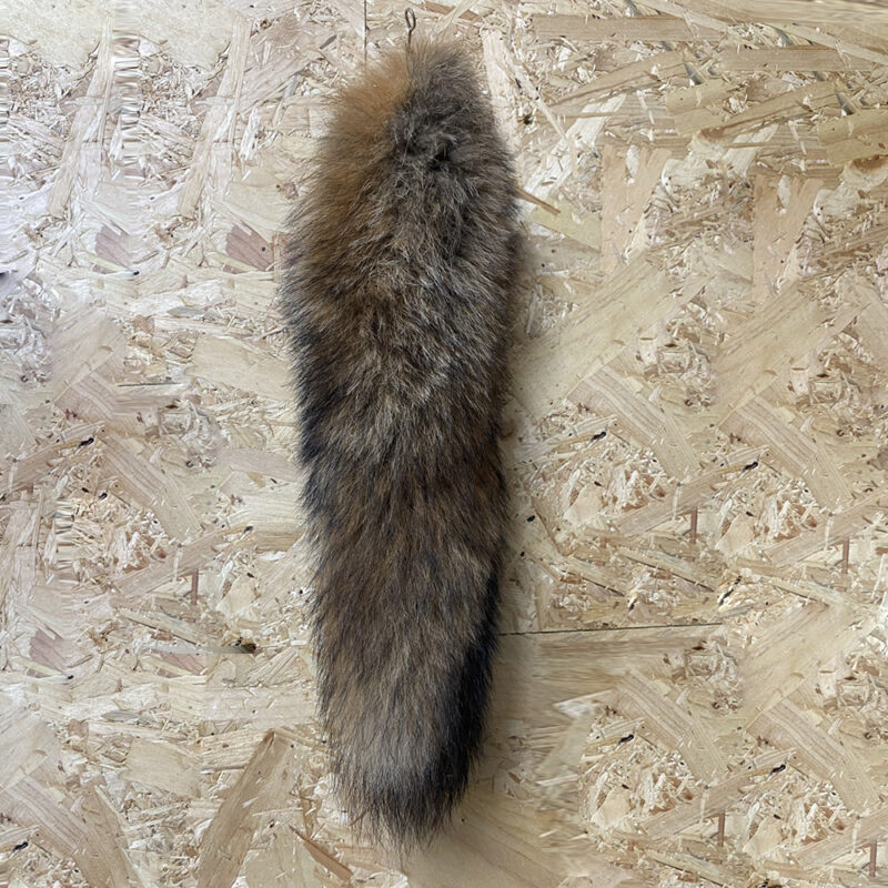 Staart vos ( Vulpes )