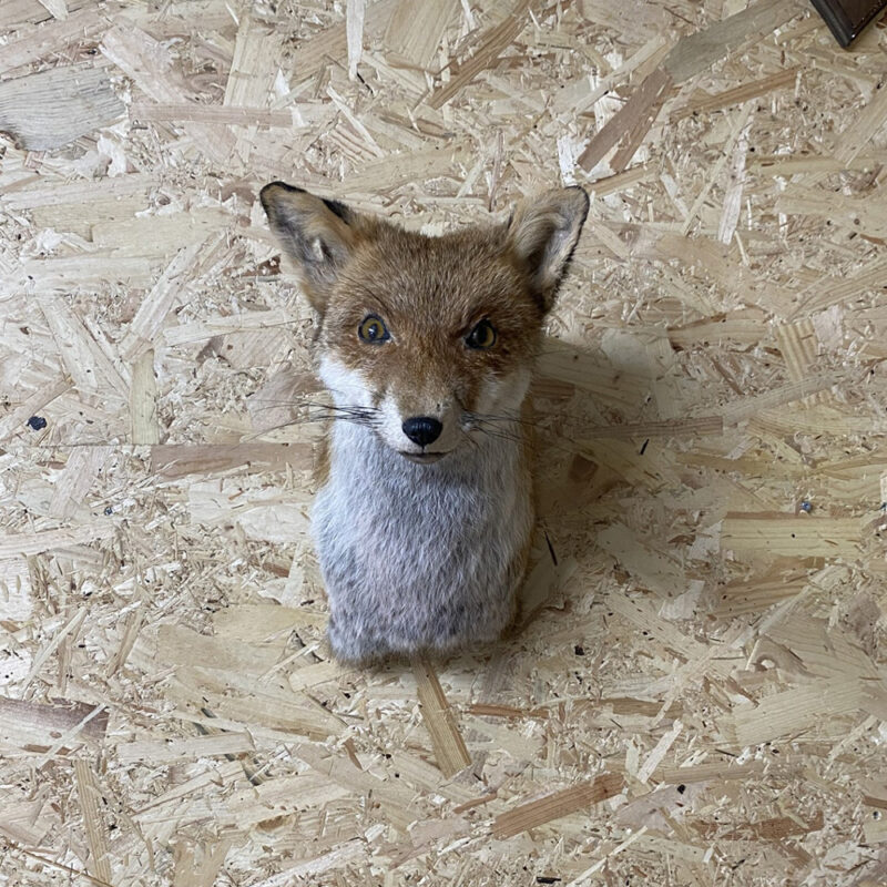 Trofee kop vos ( Vulpes )