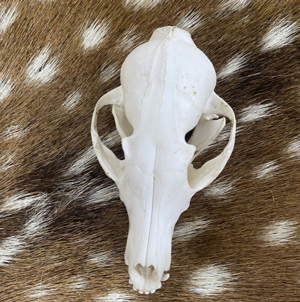 Schedel vos ( Vulpes) 3
