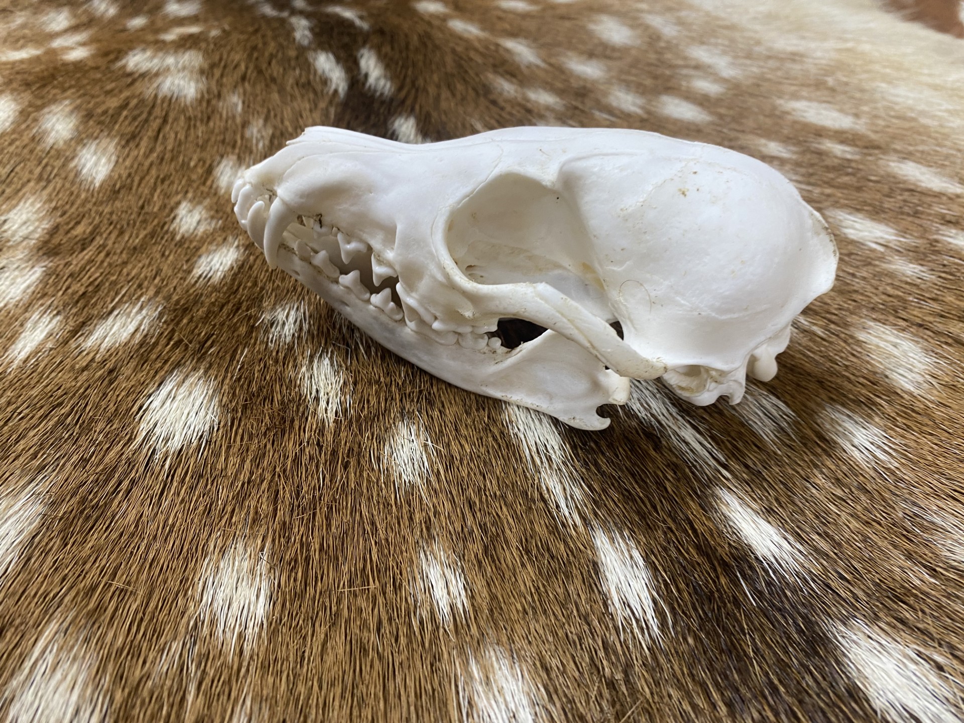 Schedel vos ( Vulpes) 3