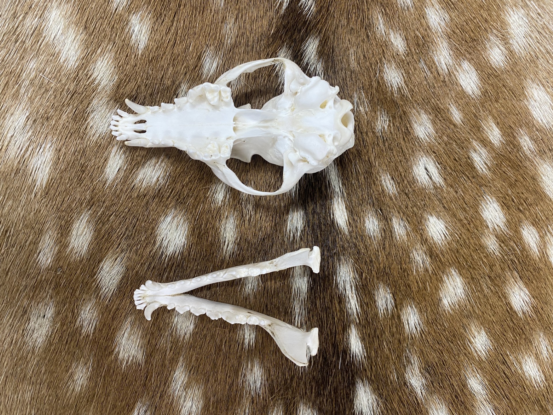 Schedel vos ( Vulpes) 3