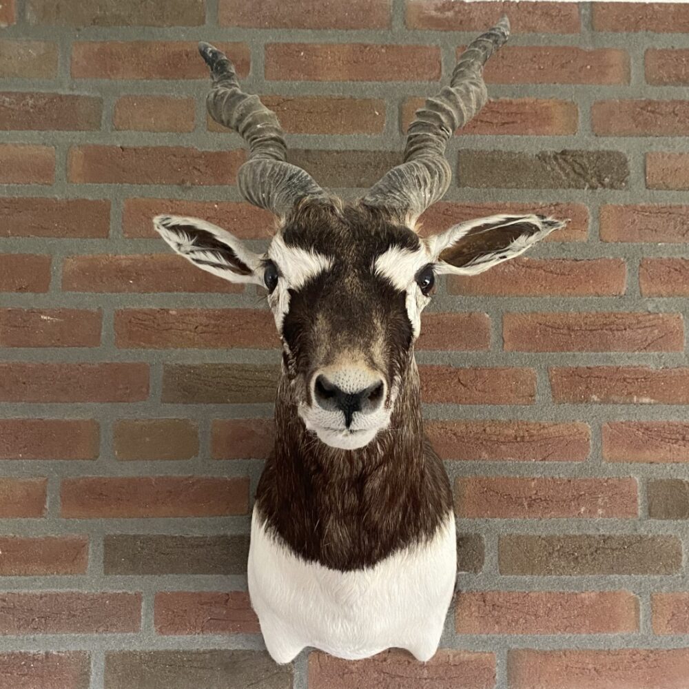 Indische antilope